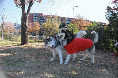 b0207615_22184712.gif