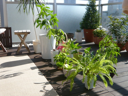 観葉植物の土から虫が これから 観葉植物の土から虫が これから