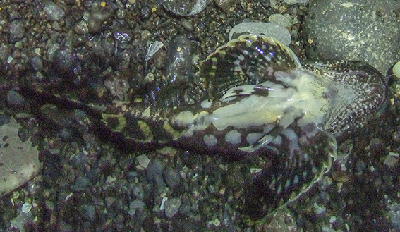 a0155319_853172.jpg