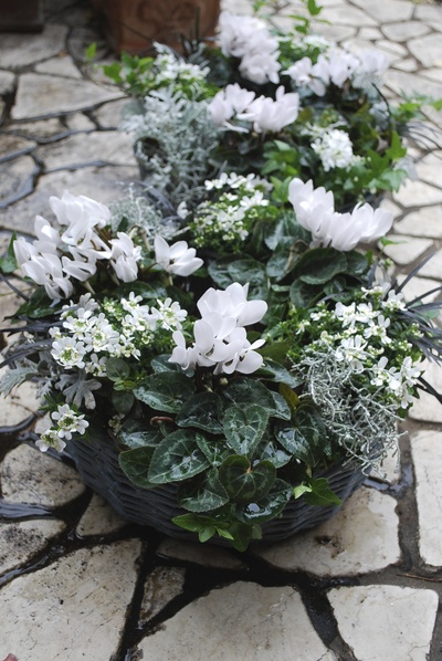 寄せ植え教室 小さな庭 寄せ植え教室 小さな庭