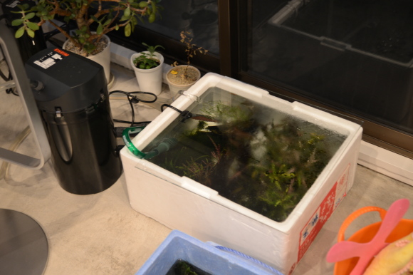 発泡スチロール水槽 27l