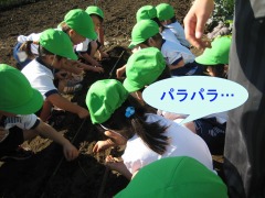 11月22日(年少 麦まき)_d0091723_1740362.jpg