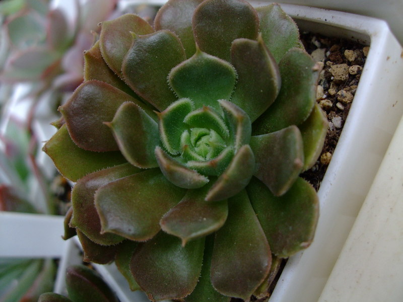 f0243726_1282650.jpg