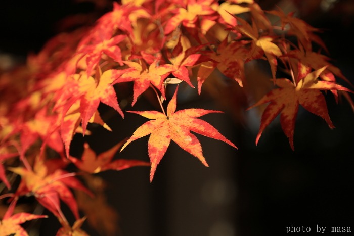 古都の秋～常寂光寺　Ⅱ_d0283427_1716258.jpg