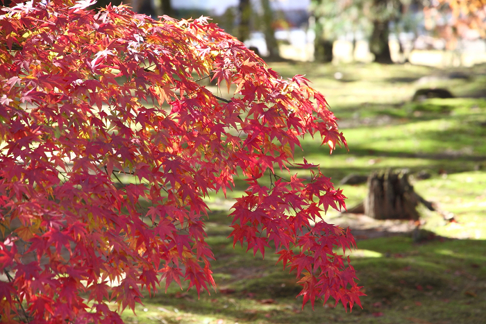 紅葉の南禅寺・哲学の路 －南禅寺・方丈－_b0169330_22275721.jpg