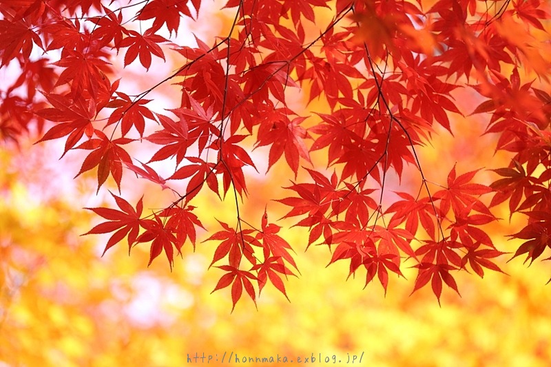 大原野神社 2013京都の紅葉_e0178131_2147762.jpg