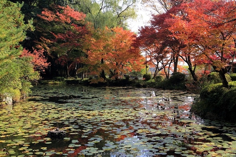 大原野神社 2013京都の紅葉_e0178131_226466.jpg