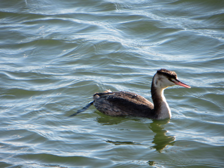 トラジメーノ湖と水鳥たち_f0234936_2331435.jpg