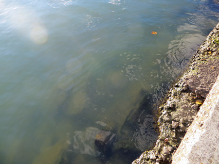 トラジメーノ湖と水鳥たち_f0234936_2334916.jpg