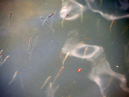 トラジメーノ湖と水鳥たち_f0234936_234385.jpg