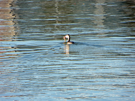 トラジメーノ湖と水鳥たち_f0234936_2355026.jpg