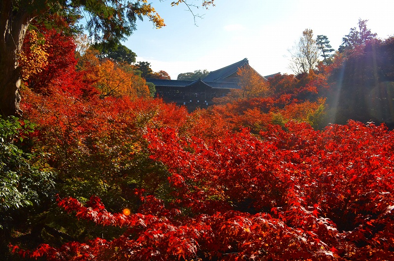 東福寺の紅葉・・・塔頭も見事でした。_e0237645_1325854.jpg
