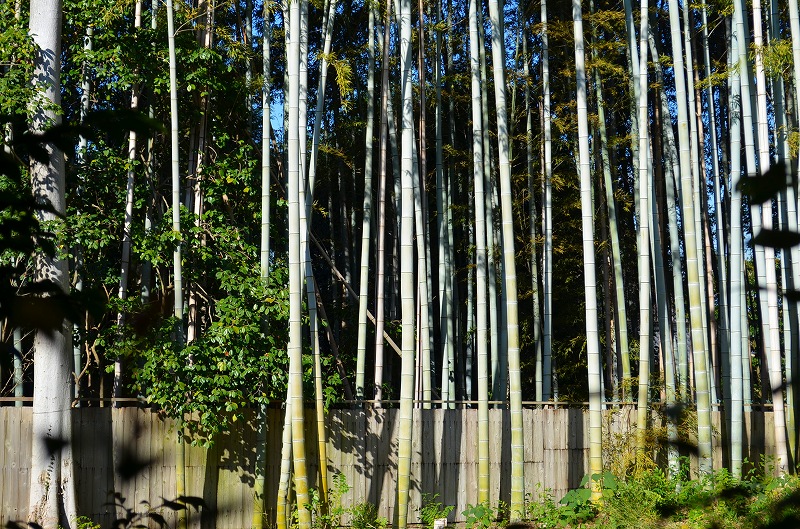 東福寺の紅葉・・・塔頭も見事でした。_e0237645_1326270.jpg