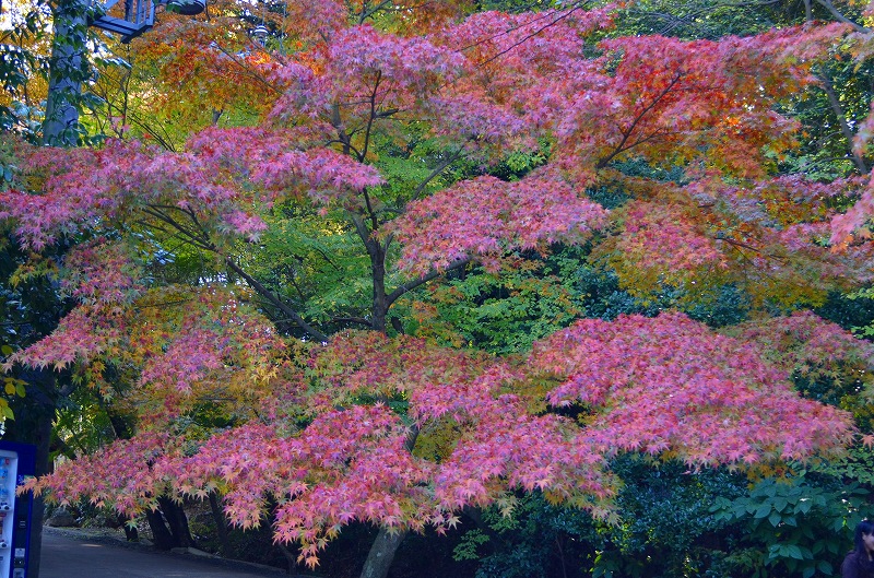 東福寺の紅葉・・・塔頭も見事でした。_e0237645_13325243.jpg