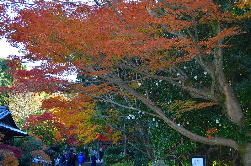 東福寺の紅葉・・・塔頭も見事でした。_e0237645_1333940.jpg