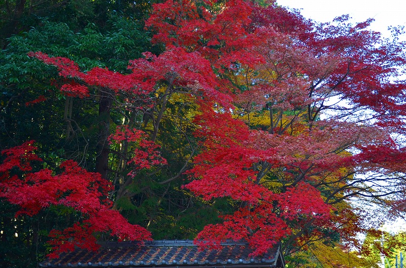 東福寺の紅葉・・・塔頭も見事でした。_e0237645_1334267.jpg