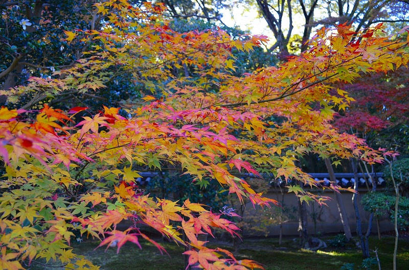 東福寺の紅葉・・・塔頭も見事でした。_e0237645_13453539.jpg