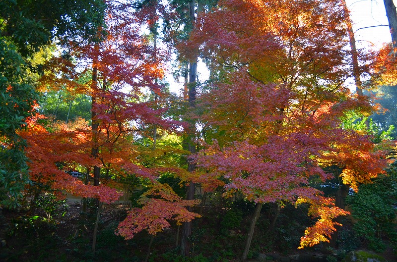 東福寺の紅葉・・・塔頭も見事でした。_e0237645_1345674.jpg
