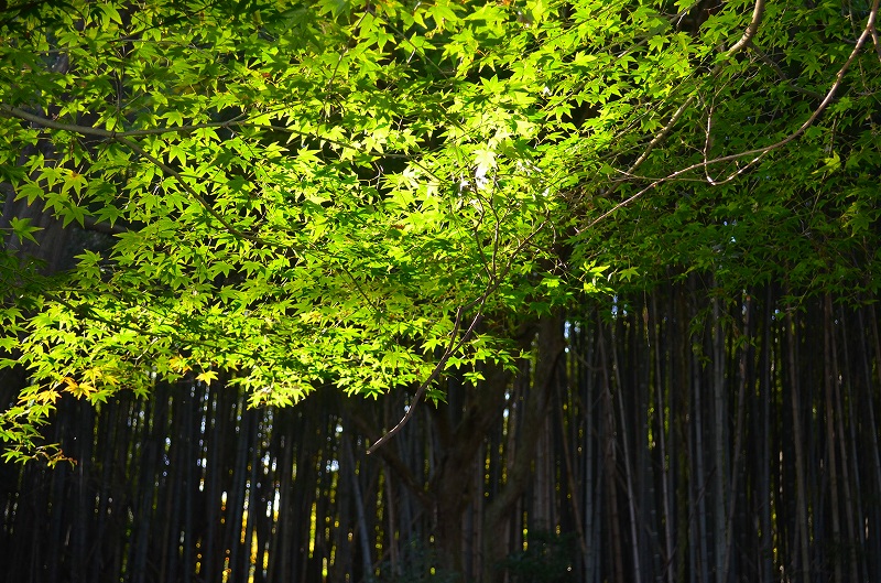 東福寺の紅葉・・・塔頭も見事でした。_e0237645_13461020.jpg