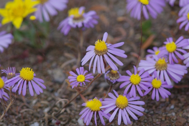 南アフリカの花04_b0144049_17552034.jpg