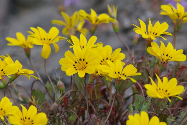 南アフリカの花04_b0144049_1844766.jpg