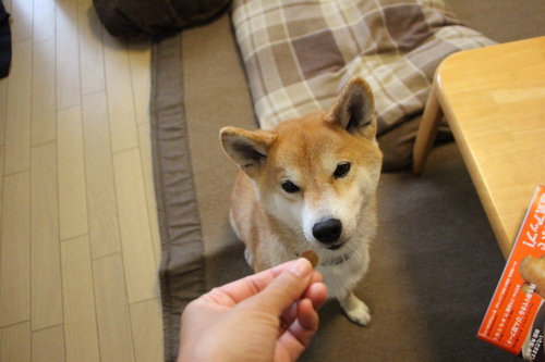 今年最後の　フィラリアの　お薬です♪_f0245650_8592350.jpg