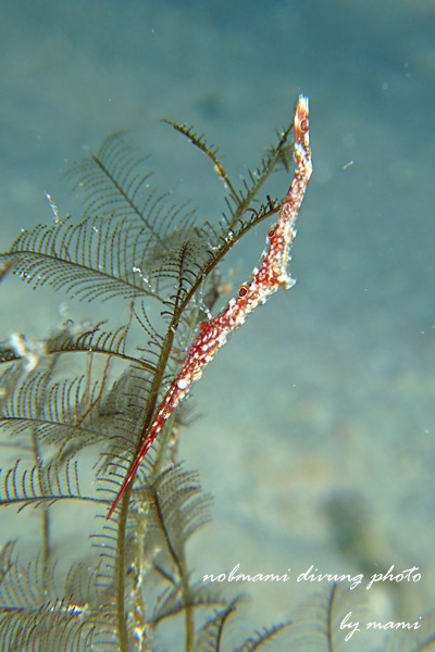 d0237353_2025156.jpg