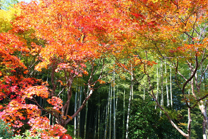 天龍寺　その２_e0232054_23125412.jpg