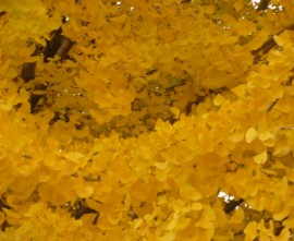 続 徳山ダムの水は「品質保証」されていない_f0197754_1413978.jpg