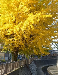 続 徳山ダムの水は「品質保証」されていない_f0197754_1423431.jpg