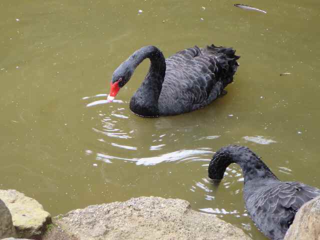 【伊豆シャボテン公園の鳥たち】_c0042960_18201022.jpg