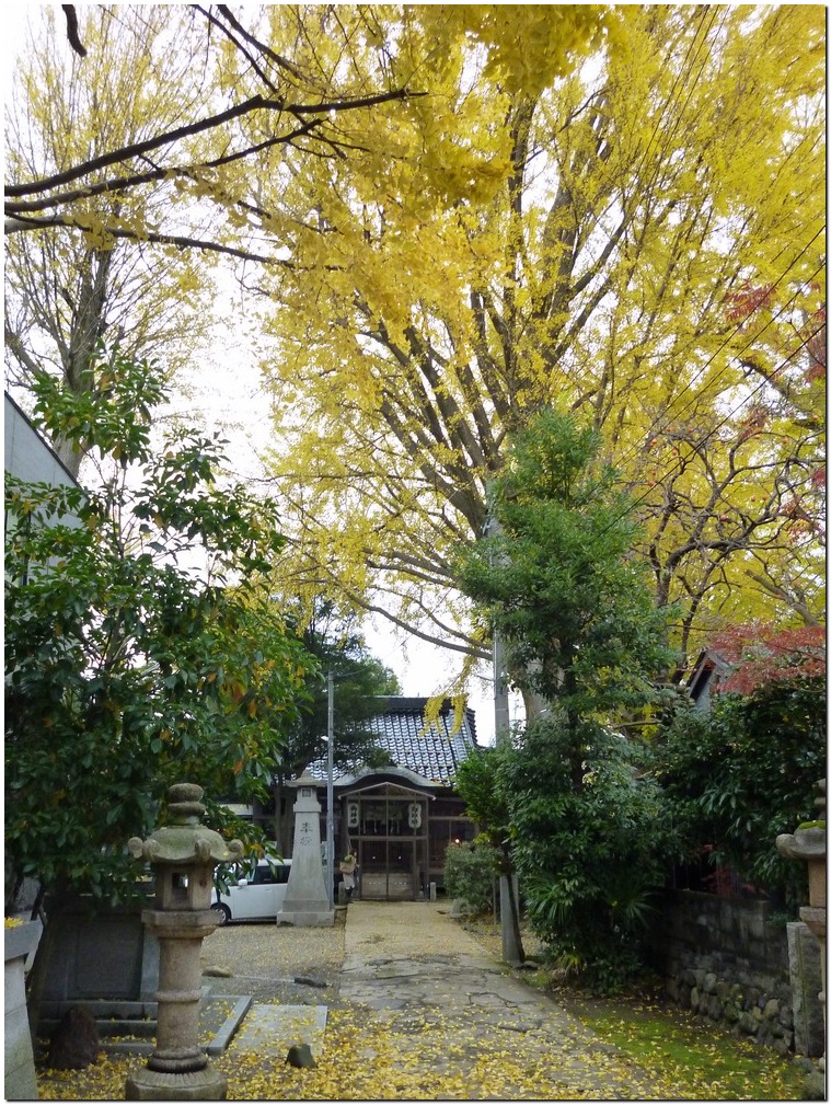 神社とイチョウ_a0240761_10573863.jpg