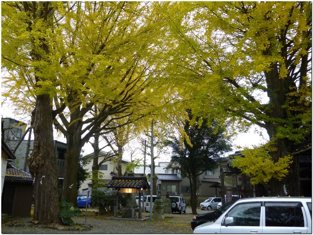 神社とイチョウ_a0240761_10575233.jpg