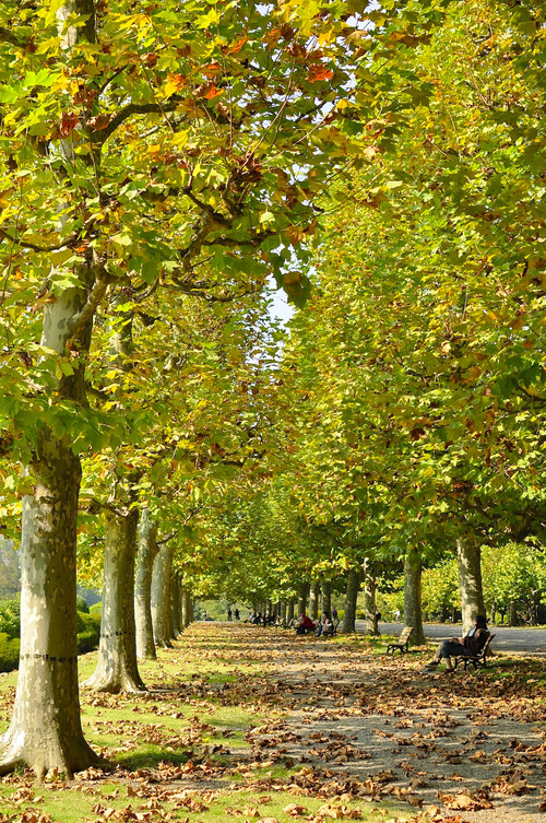 日本の秋  その3　- Autumn in Japan  #3 -_e0305164_322415.jpg