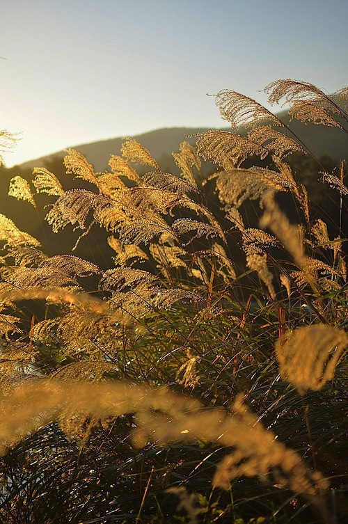 e0305164_54178.jpg