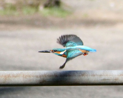 青いカワセミ♪　塀の上のカワセミ♪　飛びカワセミ♪　_f0139465_22554578.jpg