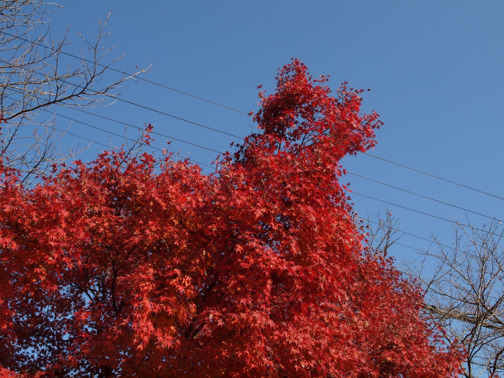 『紅葉の谷汲山華厳寺風景』_d0054276_20395576.jpg