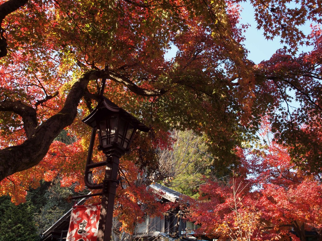 『紅葉の谷汲山華厳寺風景』_d0054276_20403235.jpg