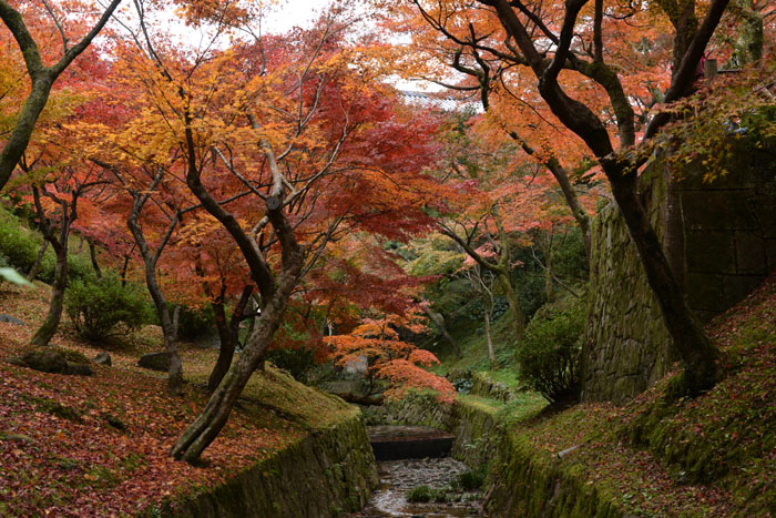 東福寺(京都）_a0250584_21592115.jpg