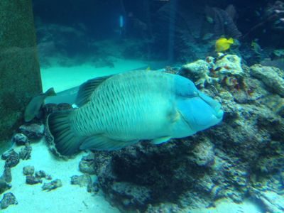青いコブダイ 底物の部屋 釣り 魚ネタ館