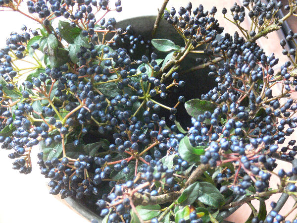 e0140986_13401132.jpg