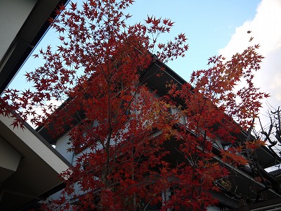 2013年 河内長野市の庭_a0233896_13115889.jpg