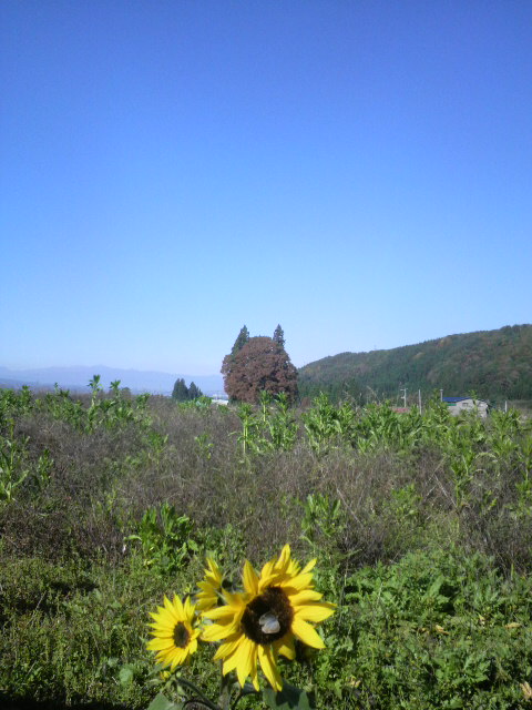 未、初、珍の写真紹介。_d0129296_2353866.jpg