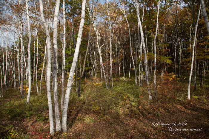 秋の森を散策_c0137403_17323997.jpg