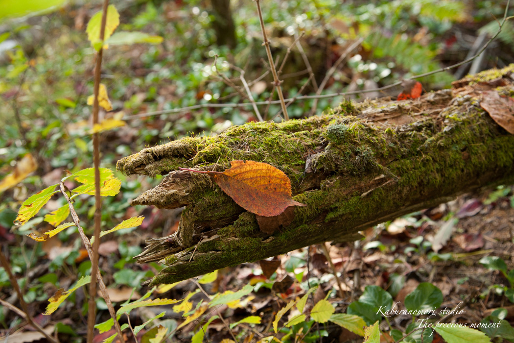 秋の森を散策_c0137403_1734226.jpg