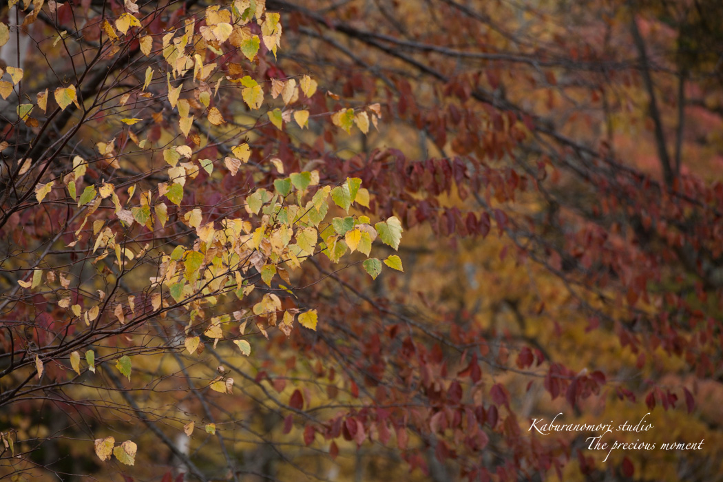秋の森を散策_c0137403_17344816.jpg