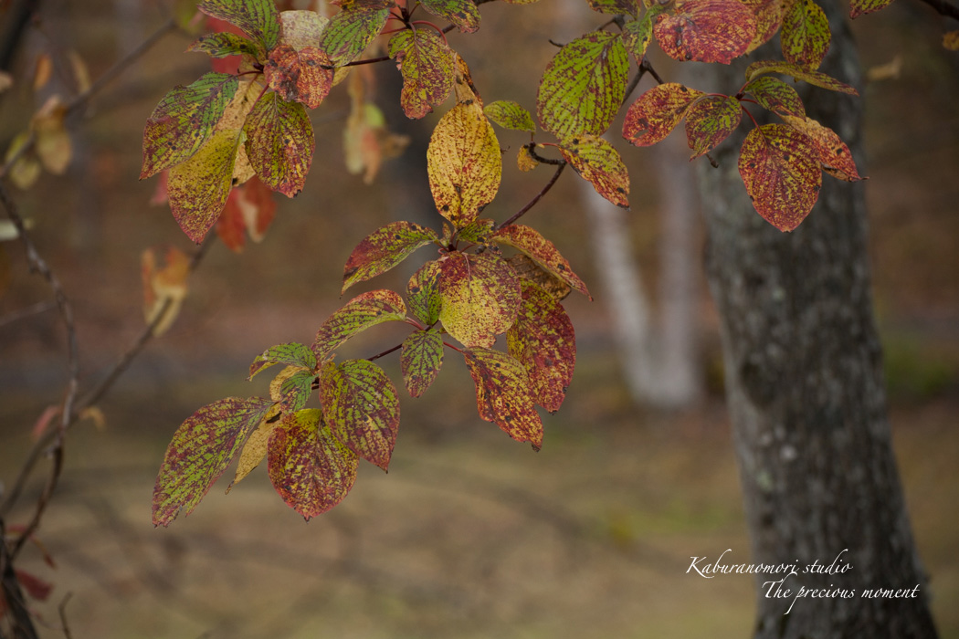 秋の森を散策_c0137403_17345639.jpg
