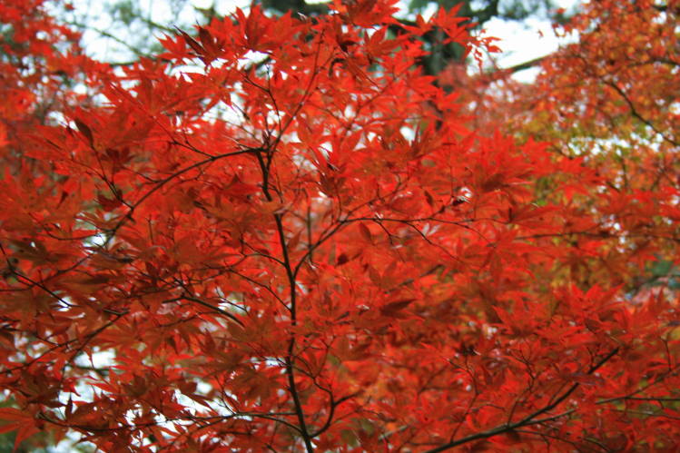 ☆栗の抹茶ゼリー＆宮島紅葉狩り④☆_f0031304_8292336.jpg