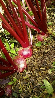 c0280206_21564618.jpg