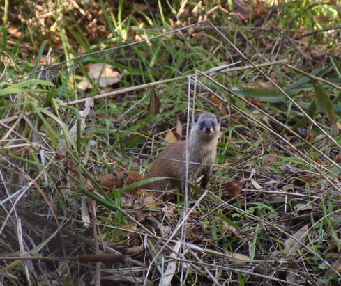 埼玉中部 カワセミ他2013/11/24③_d0251807_18255890.jpg